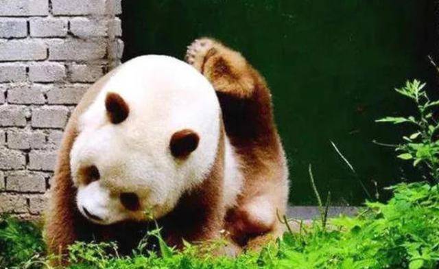 中国上仅剩一只的动物图片