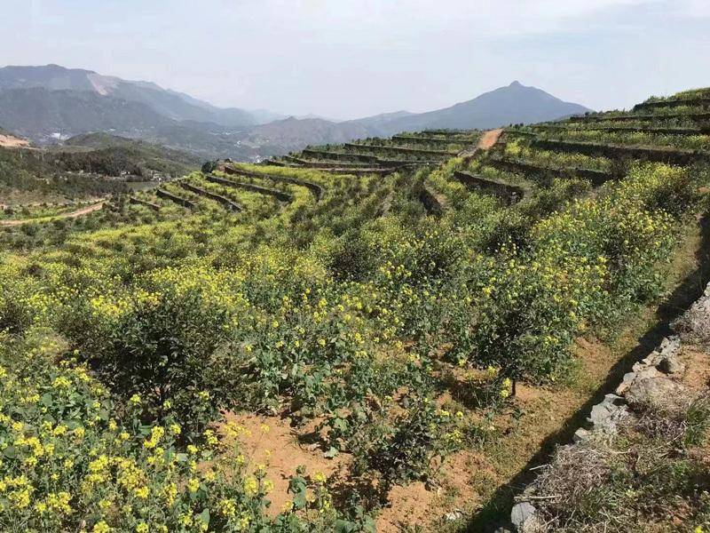 浙江苍南：全域旅游网格化建设，打造山海生态旅游目的地