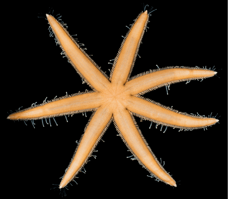 脆砂海星海星纲在生物分类上所属的棘皮动物门,其拉丁学名是