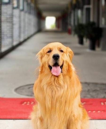 保證母金毛犬平時的餵養水平就可以,不要加太多的肉,蛋,營養和食量