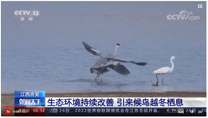 生态环境改善 候鸟南下越冬栖息有了新去处_吉安_水库_江西