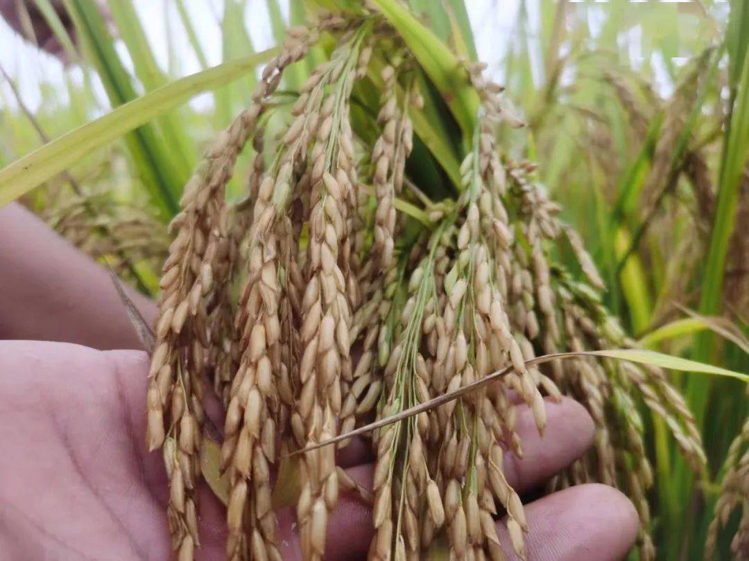 龙稻20水稻品种简介图片