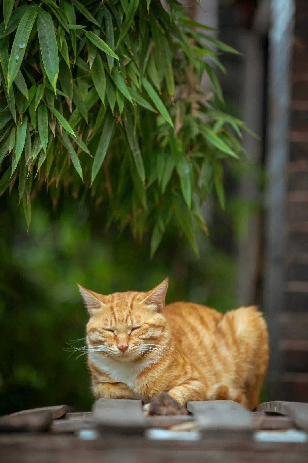 这个冬天,我们像猫一样偷个懒吧~_古城_生活_屋檐