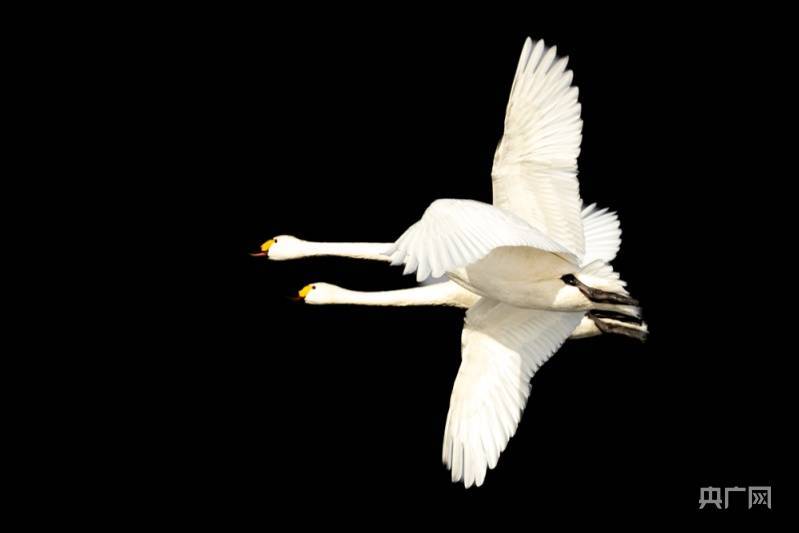 山西山阴:木瓜河水库迎千只天鹅"打卡"_工业_晋飞_朔州