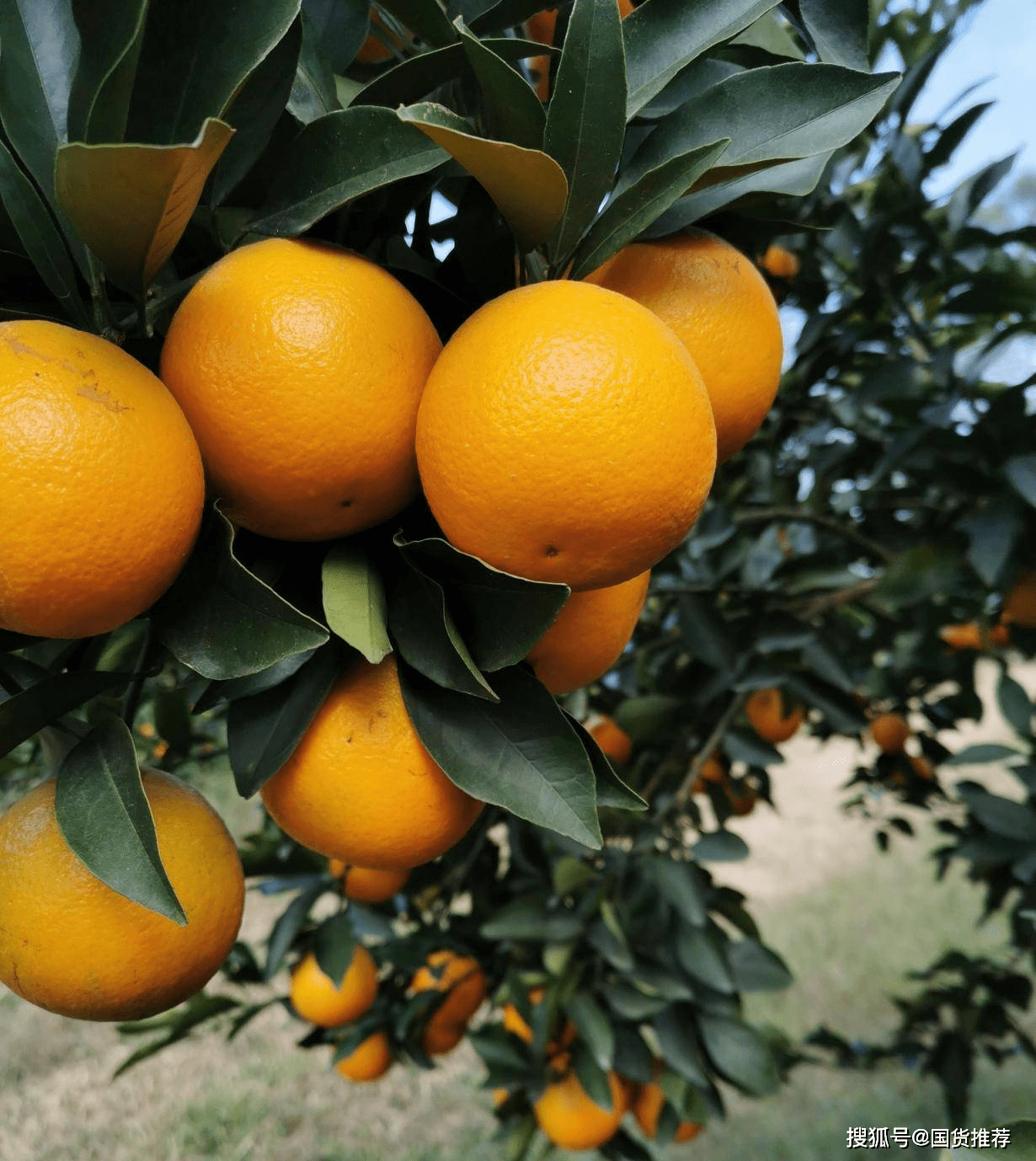百树得农业"中南益果红江橙"成功入选《了不起的国货》!