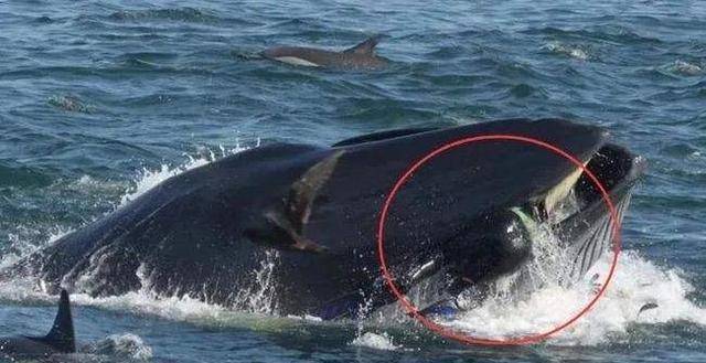 人如果被鲸鱼吞掉,用一把锋利的刀可以逃出来吗?_食物_体型_肚子