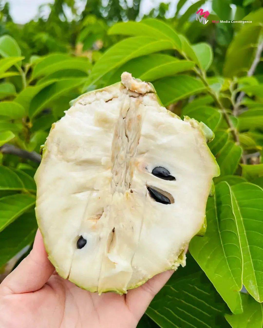 香甜软糯!攀枝花这里的释迦甜蜜上市_易县_草场_镇龙