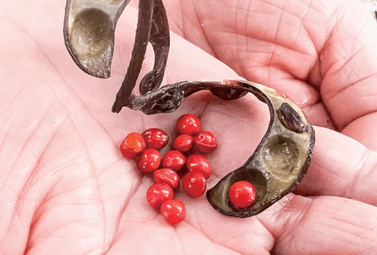 海红豆树树龄达437年树干上还挂着一块同安区人民政府颁发的"福建省