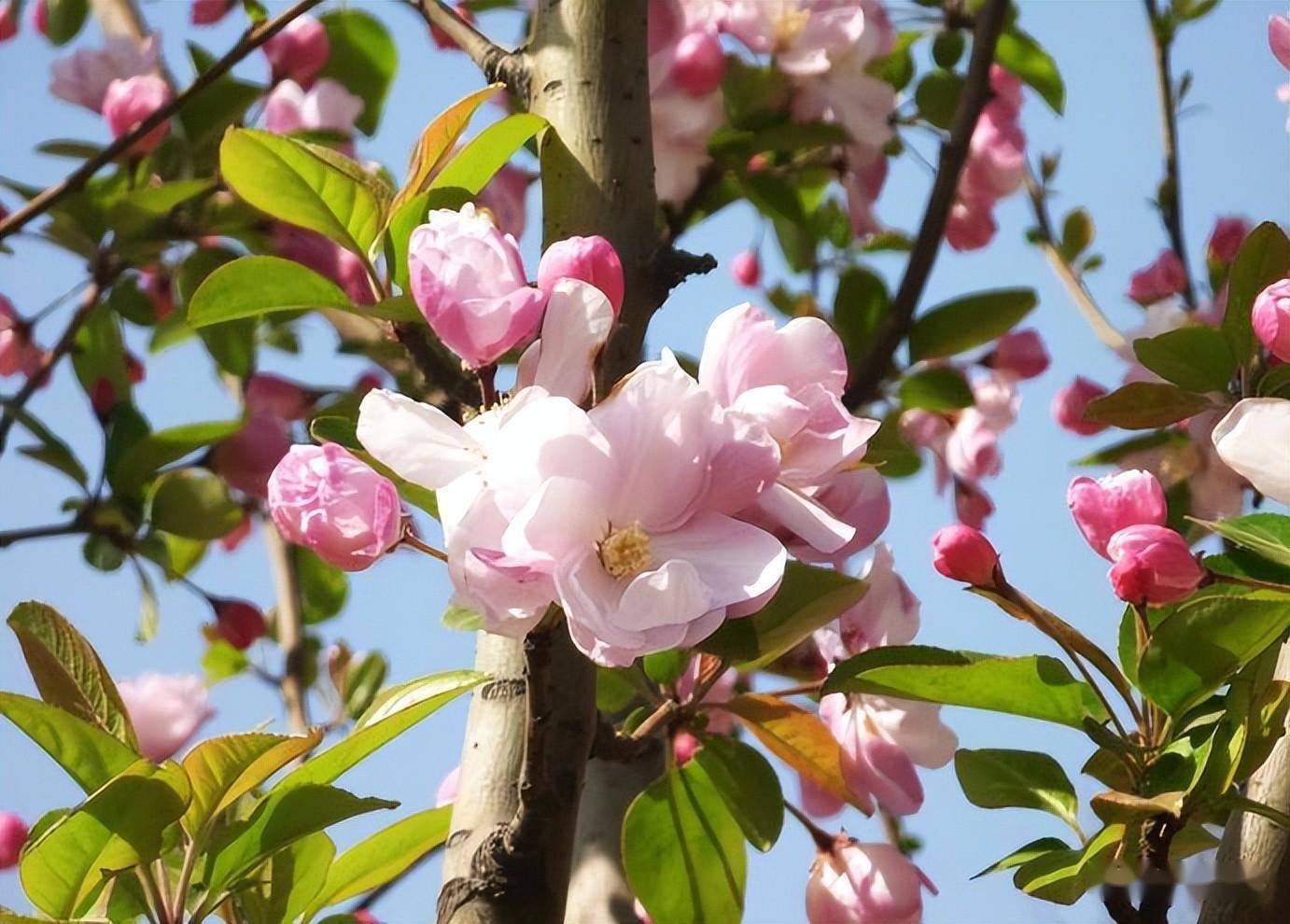 苗木嫁接的砧木怎么选？_进行_芽接_品种