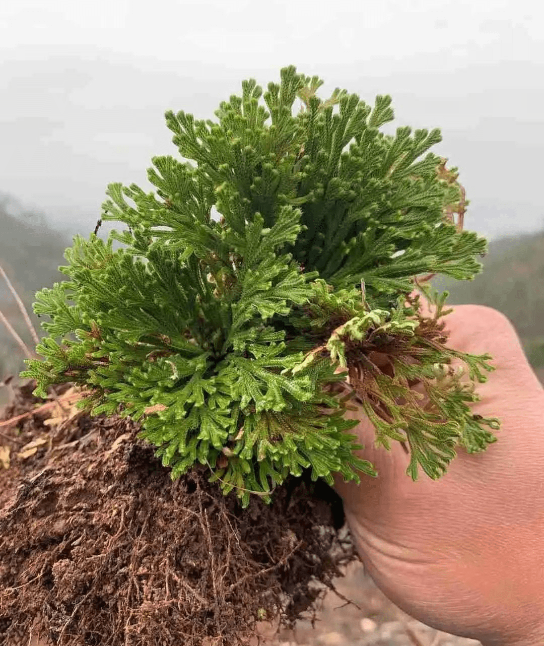有一种野草,叫九死还魂草,它生性泼辣,还可以做成小盆景,放在室内养