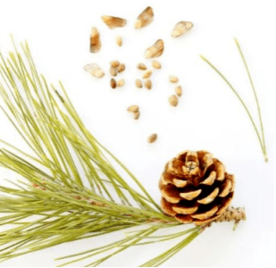 油松裸子植物家族那么,北京秋冬天可以收集的果实和种子有哪些呢?