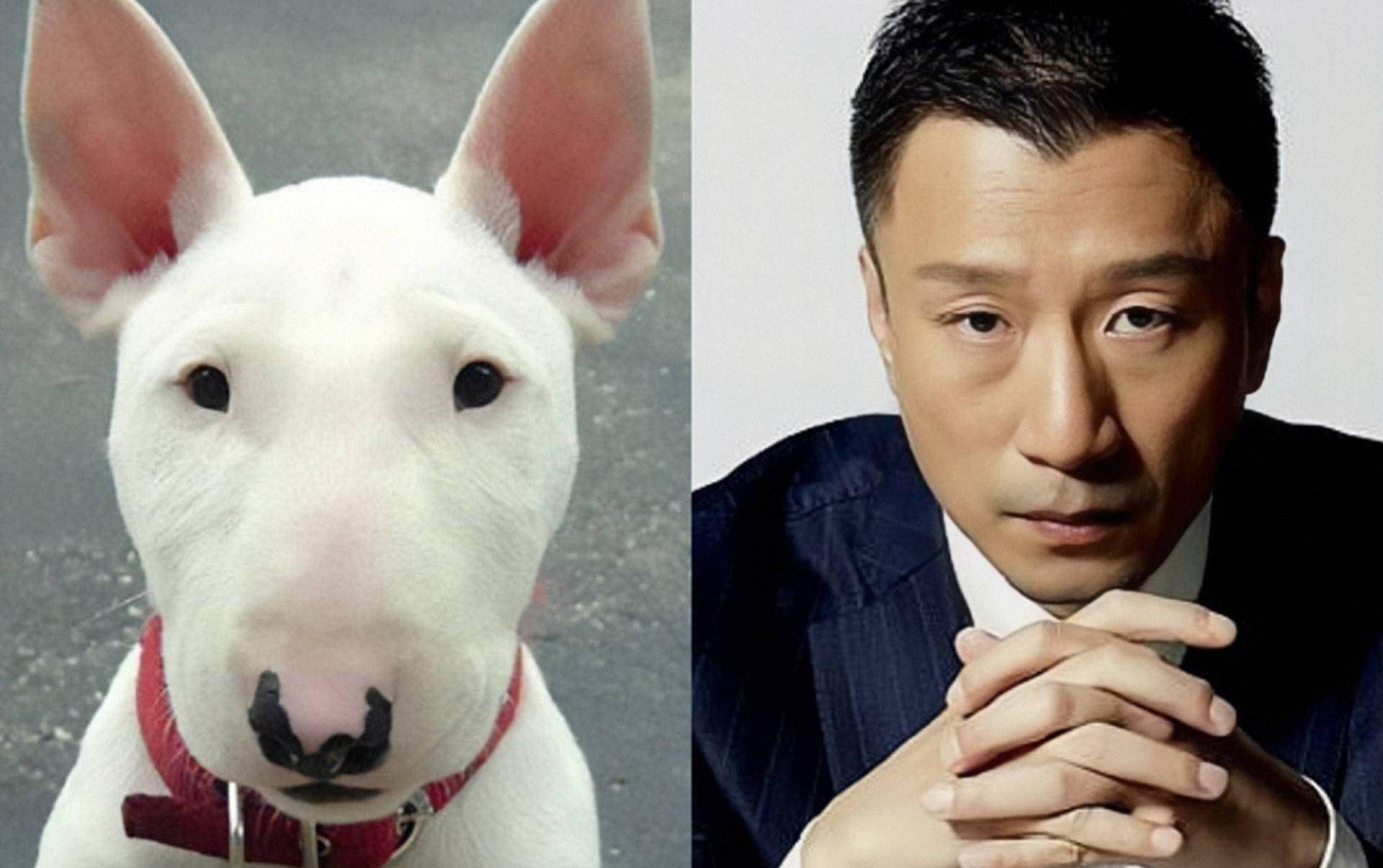 孙红雷撞脸牛头梗,李荣浩撞脸下司犬,盘点那些和动物撞脸的明星_王