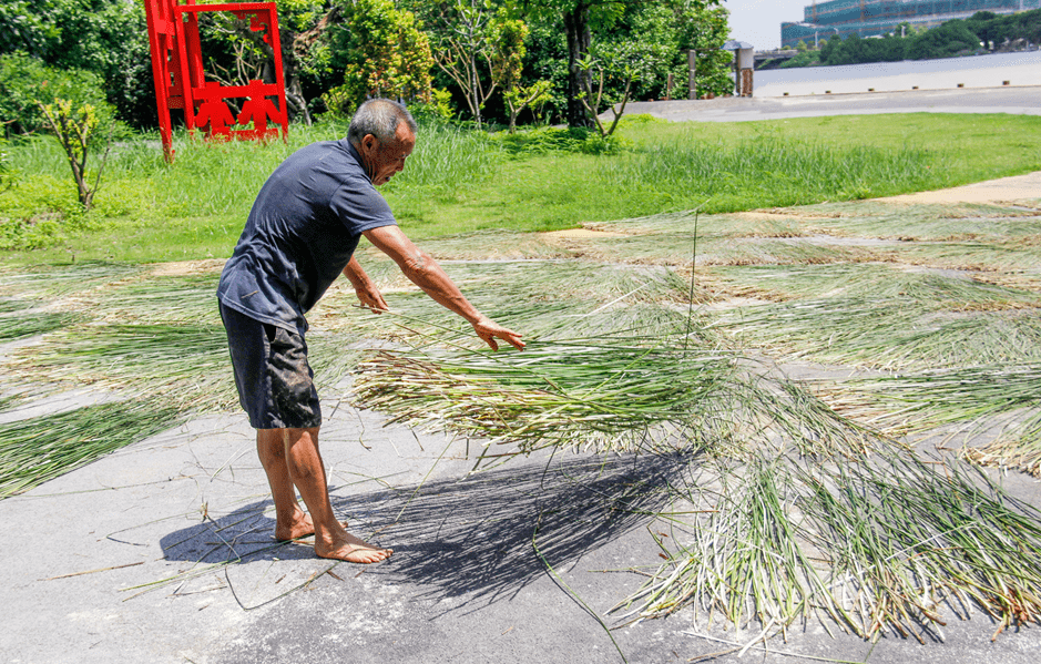 沙田非遗项目莞草种植技艺新添市级传承人!