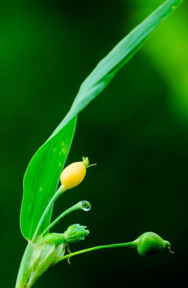 一株草图片欣赏图片