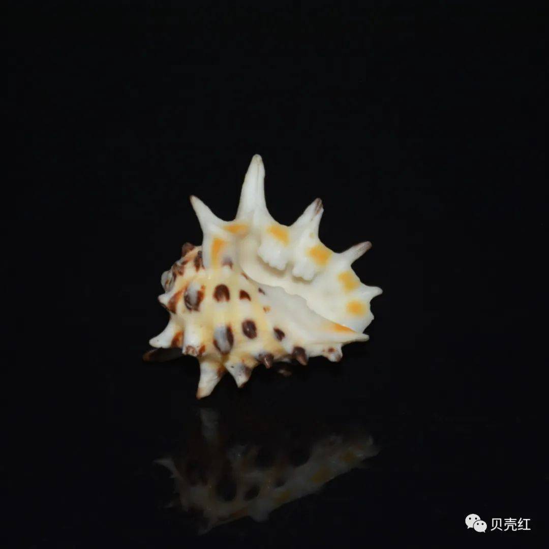 寻宝深圳市海之洋贝壳博物馆 │ 初识黄斑核果螺_学名_中国_uwkwaj