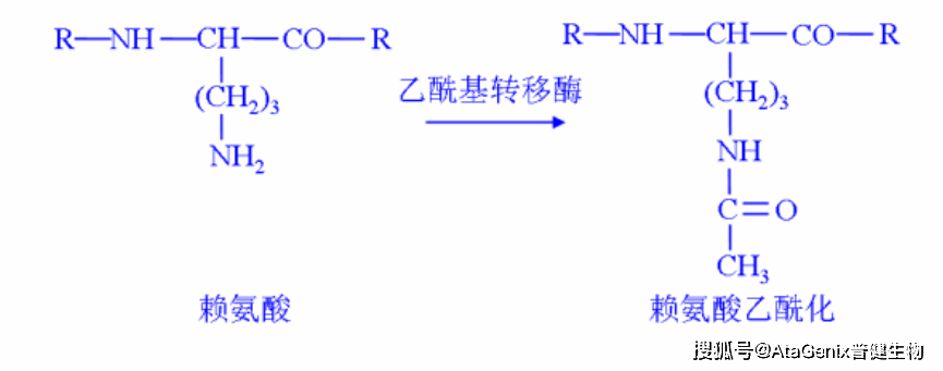 赖氨酸侧链图片