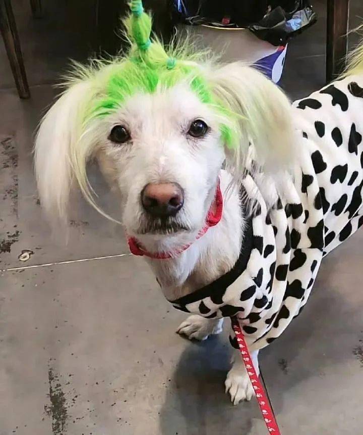 从富贵到落魄,非主流绿毛狗流浪记:几乎半个成都的人都见过!