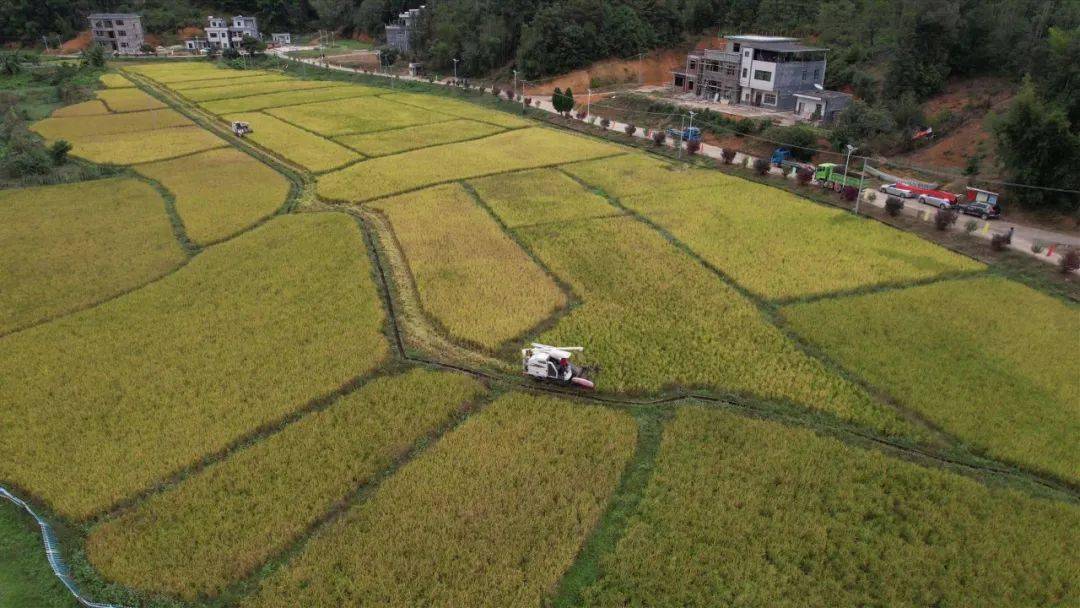 在紫金县义容镇均安村,连片的益生菌水稻一片金黄,沉甸甸的稻穗散发着