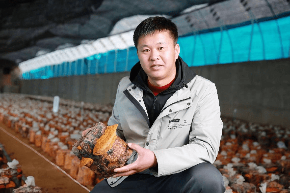 安图新合:好山 好水 好桑黄_种植_产业_发展