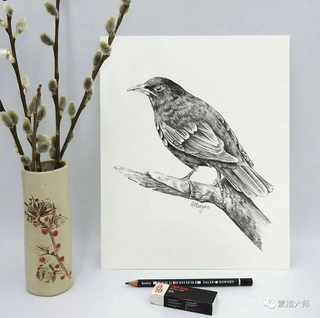 他的动植物素描,细腻又精致!_雷纳塔·马特_网络_鸟类