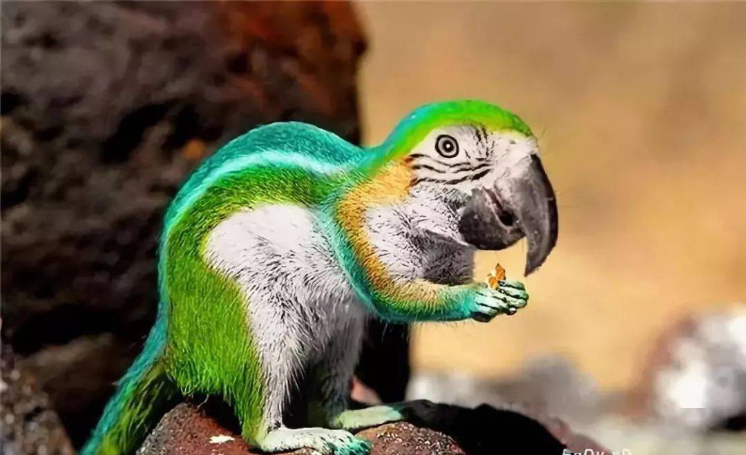 鸭子_大象_翅膀