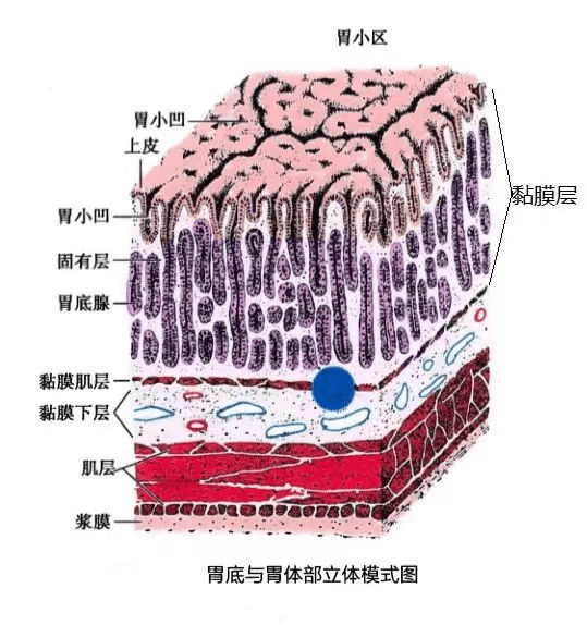 胃镜结构图解图片