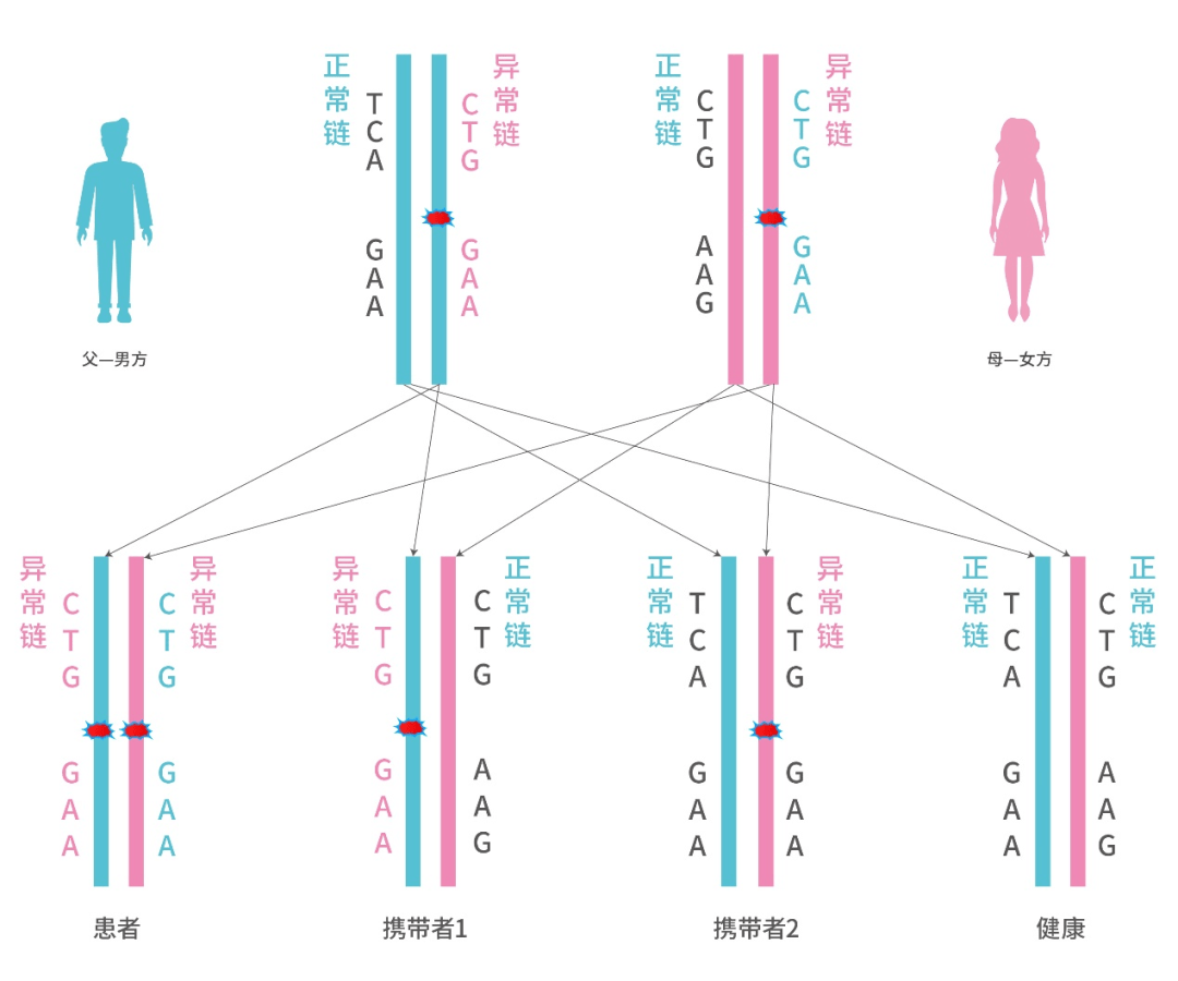 基因缺陷 来自搜狐网