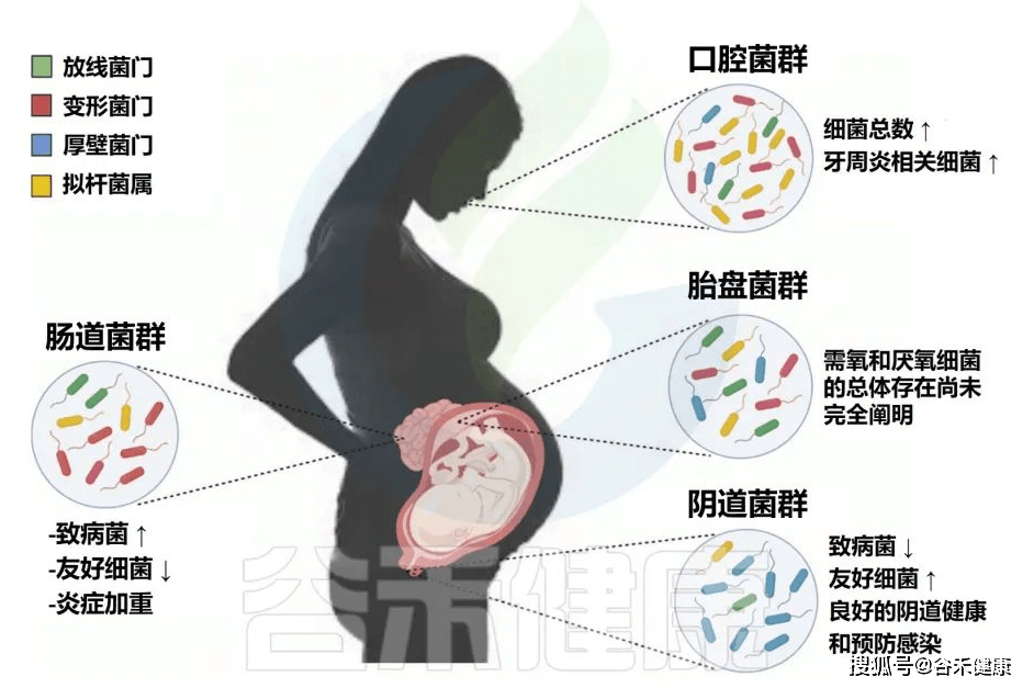 肠道微生物群、营养与长期疾病风险:母婴视角_影响_母体_病理变化