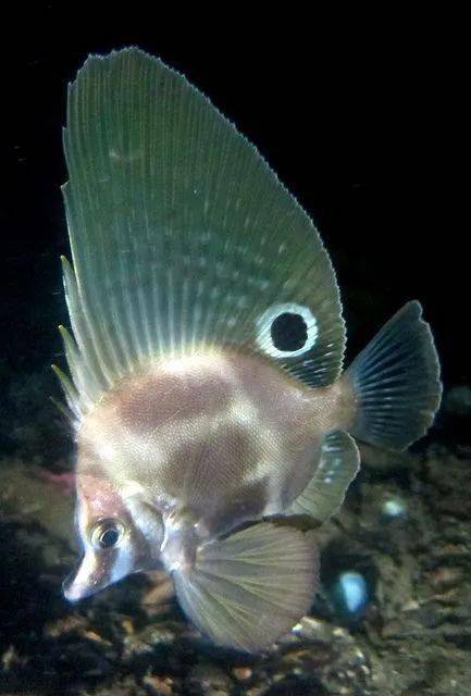 难道是在模仿二郎神三只眼的鱼却不曾见过长毛的紫色海蟹见过海蟹却不