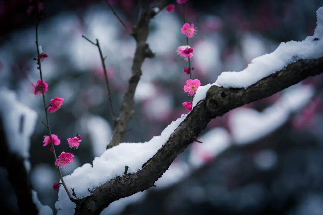 10首梅雪詩詞,踏雪尋梅,一枝獨秀,唯美了整個冬天_梅花_雪花_梅嶺