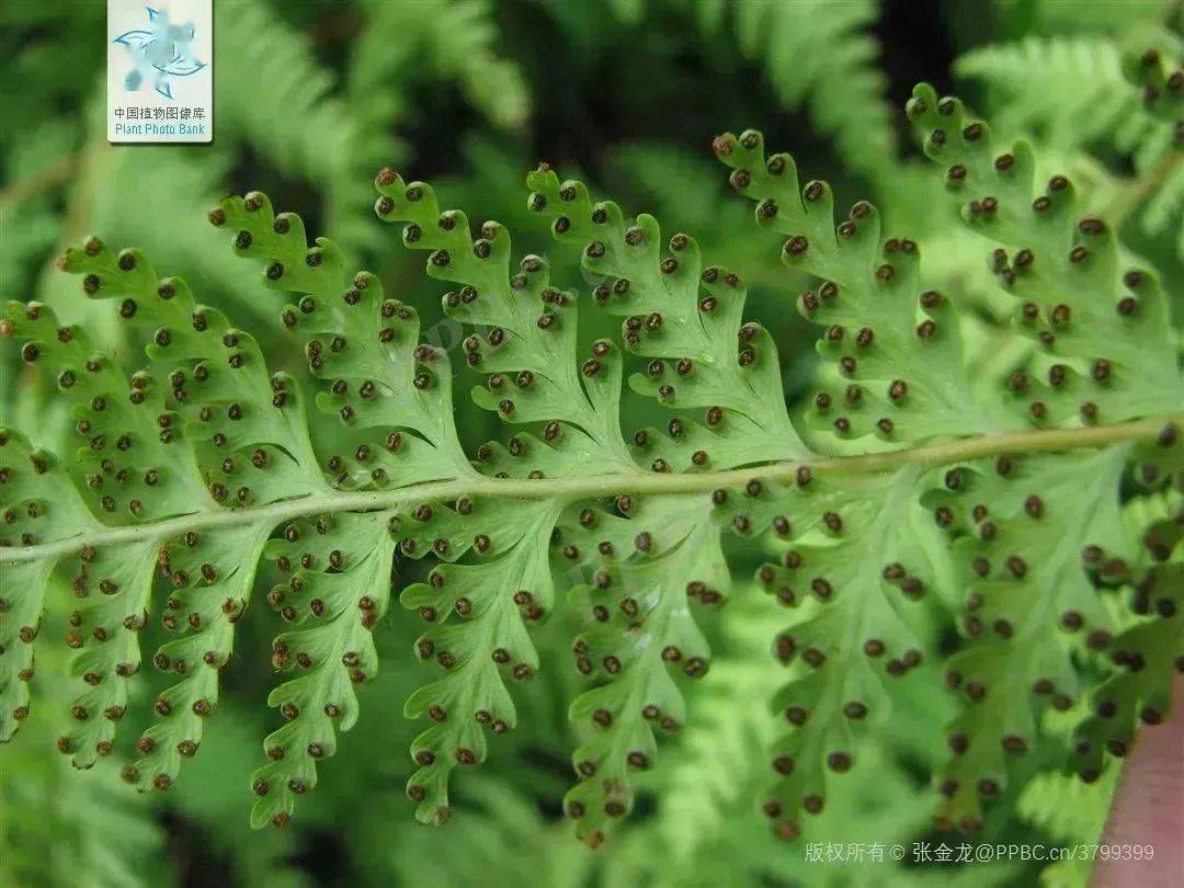 【科宝有话说 (四十五)】深秋山林里的蕨类植物_奉贤区_上海_孢子
