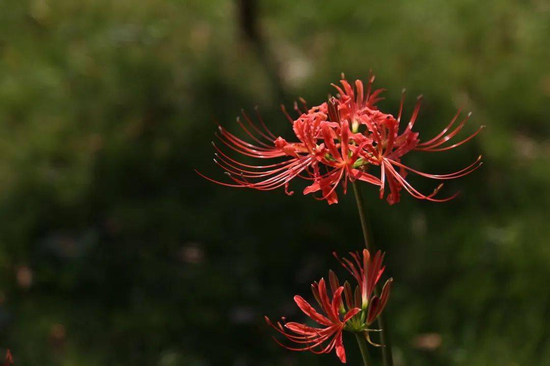 第三项要求就是要立志了脱生死.