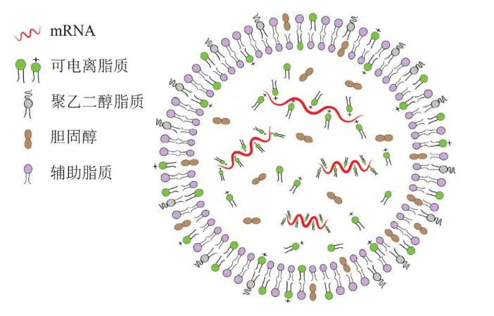 mRNA癌症疫苗按下加速键,国内企业比学赶超进展如何? 5 e6a8c7ea52c04bd88156f0fb7d01358d