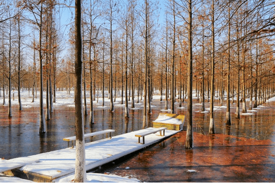 大雪| 瑞雪降临,万物冬藏待春来_湿地_宿迁_三台山