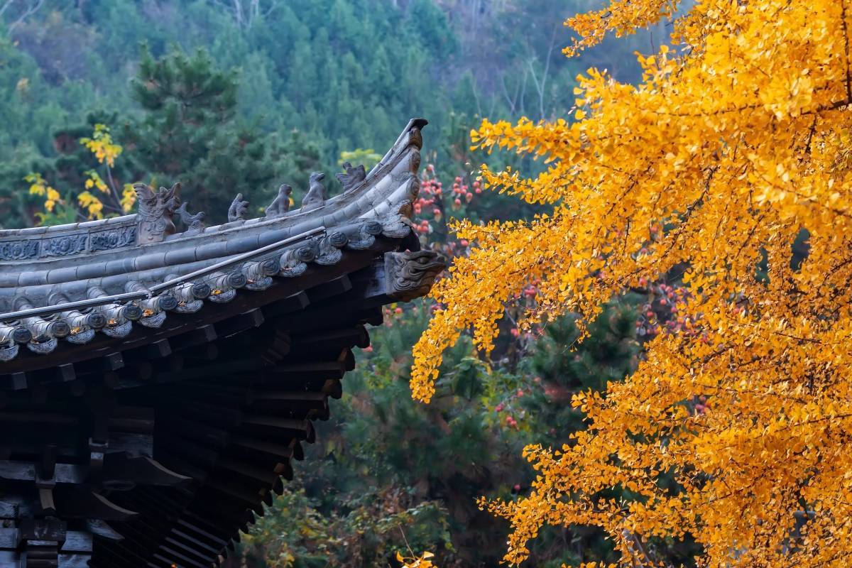 青灯古佛下的文冠果_庙宇_佛灯_长明灯