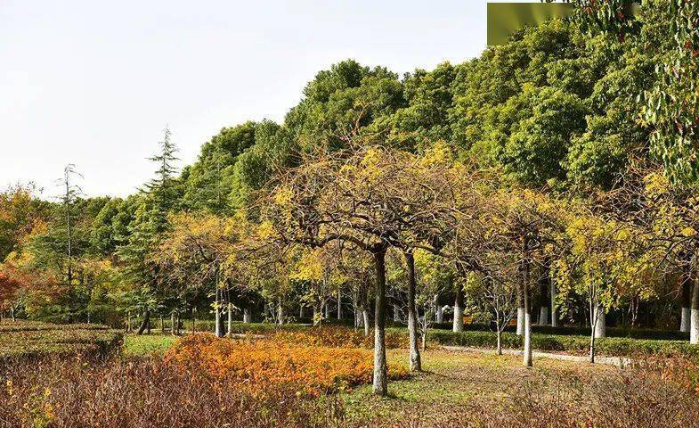 東臺西溪植物園,存在感不算高,卻是個值得旅遊的地方(7)_牽牛花_金色