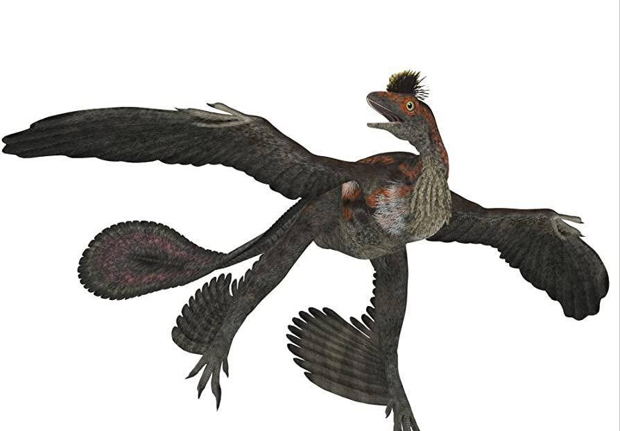 你瞧,在有飞鸟之前,恐龙类群里,包括伤齿龙科和驰龙科里,早有进化出羽
