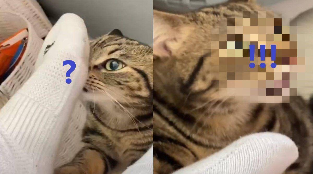 猫咪闻男主人的臭脚ㄚ,竟「傻眼嘴开」 网笑:这是怀疑猫生了吧_开开