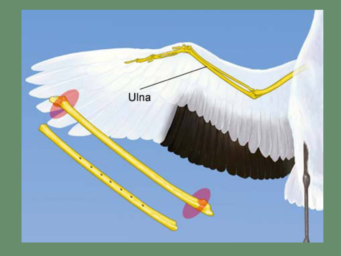 预热5|张居中:9000年前谁拥有贾湖骨笛?