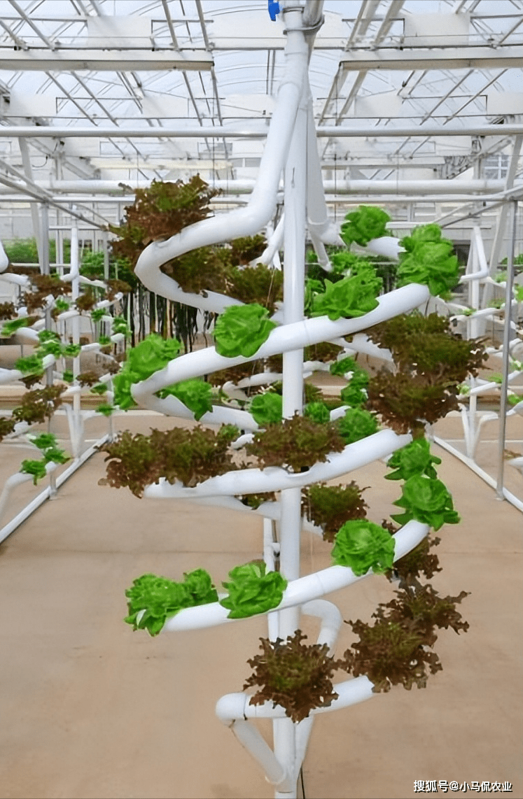 pvc管种菜花样繁多,大妈却迷上了空中管道栽培,一根根pvc管内用的是