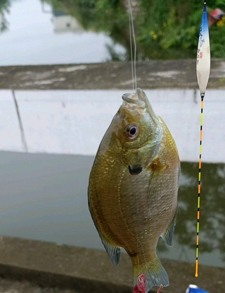 失控?东莞一水库太阳鱼成"霸主",钓鱼人一天可钓上百条