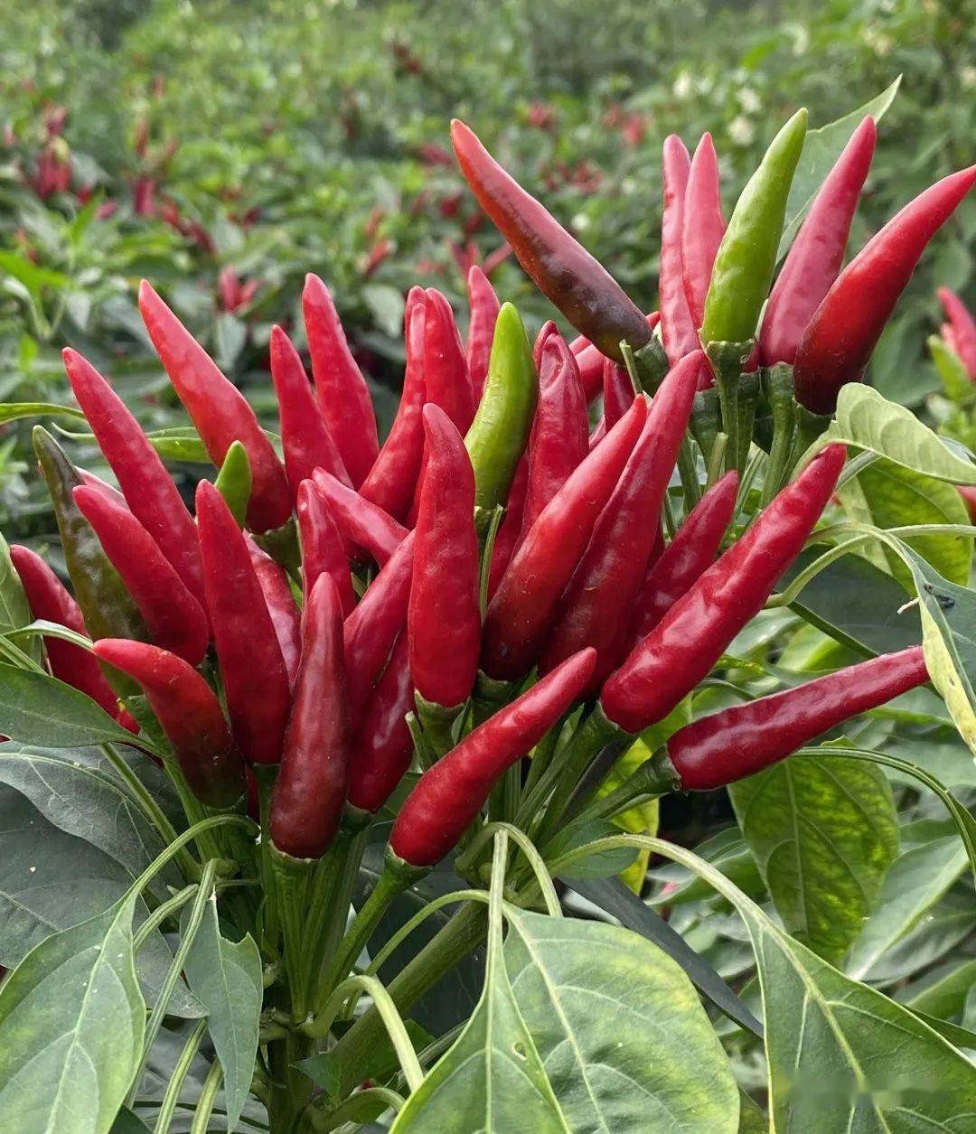 这个簇生朝天椒品种,抗性优,易干制,产量高,品质特好!_神英_兰德_选育