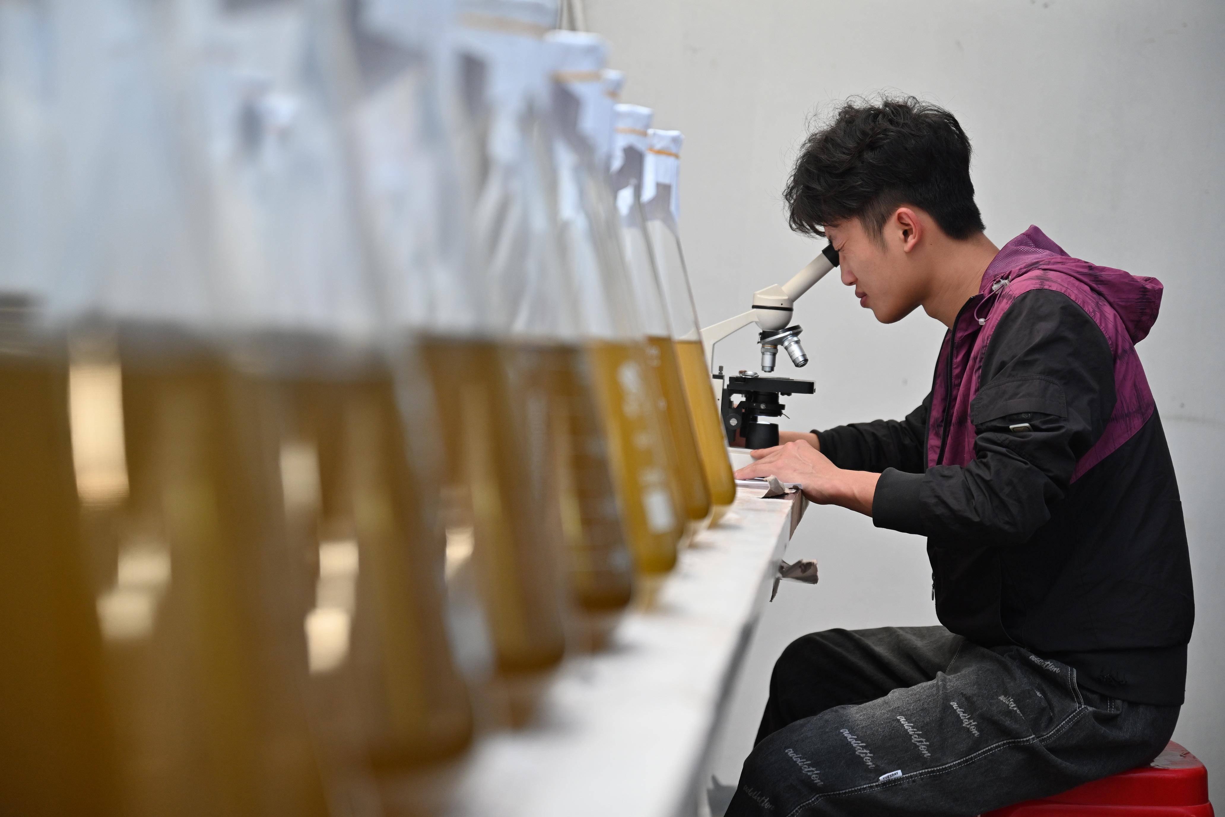 (经济)福建莆田:双壳贝类苗种繁育产业助民增收_平海镇_秀屿区_新华社