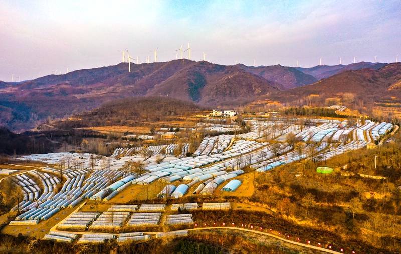 夏縣泗交:厚民茶場讓山區民富村強_山西省運城市_家河村_茶葉