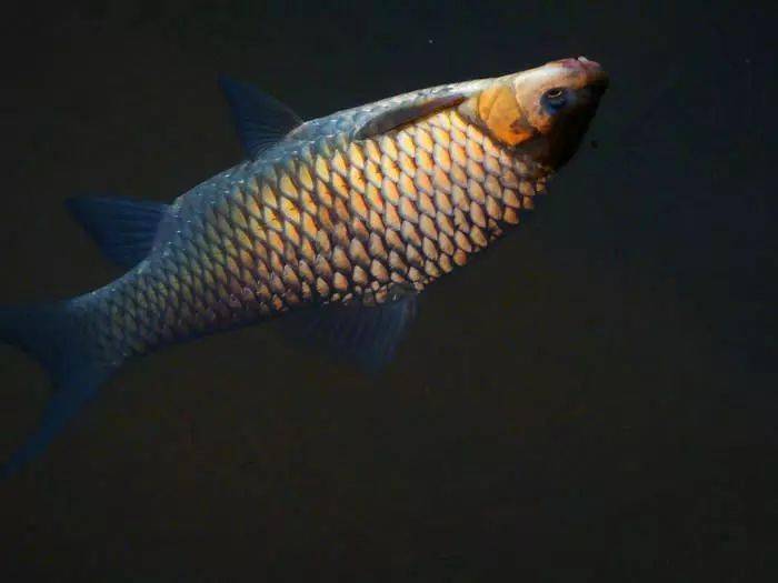 此鱼名叫"清波"只生活在激流中,力大无穷是它的天性_养殖_倒刺_中华