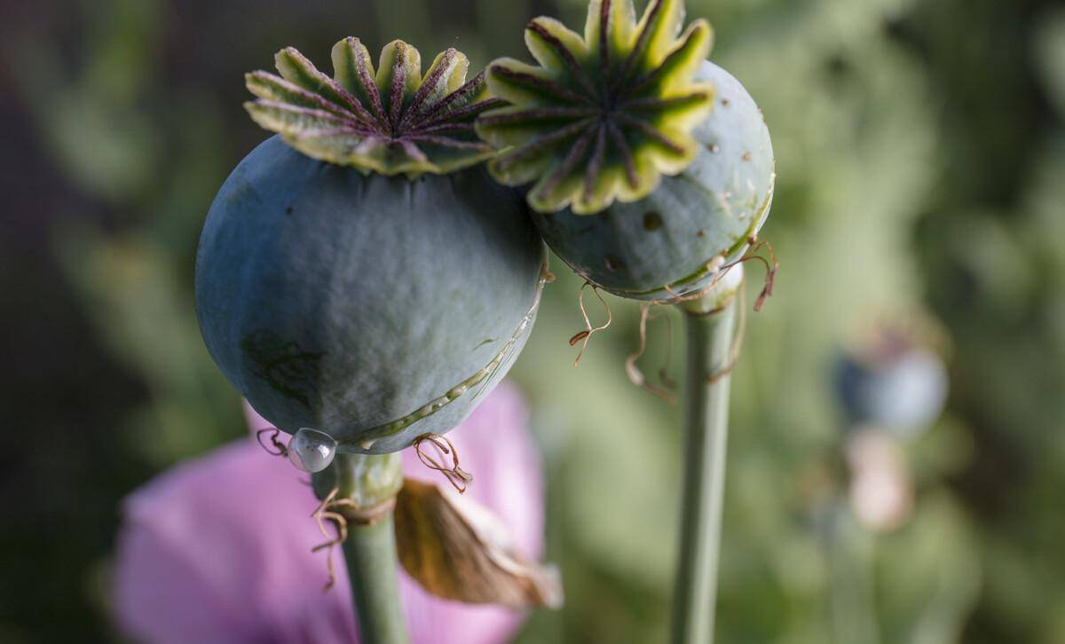 罂粟籽的作用与功效图片