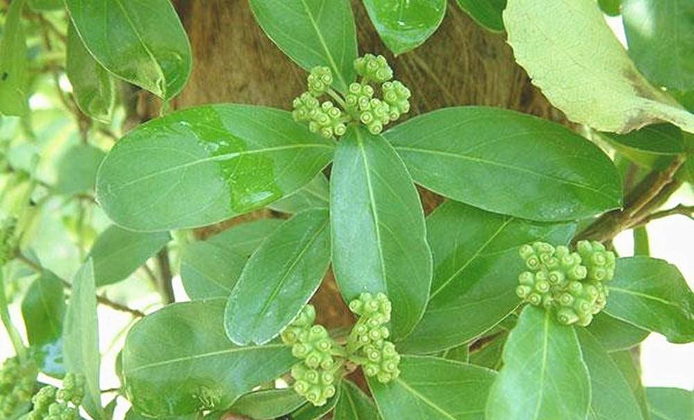 南方山里的"鸡眼藤",根茎是良药,70元一公斤,人工种植如何_植物_朋友