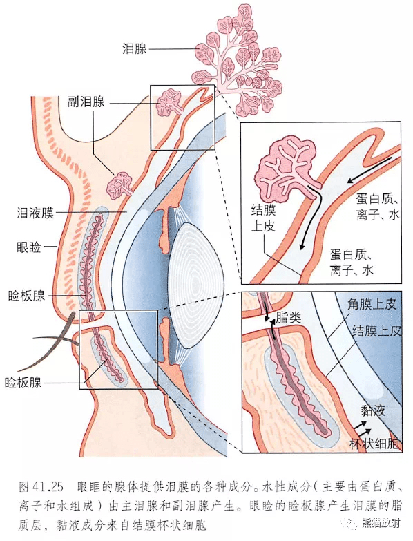 8眼睛的泪道解剖图7结膜(横截面图)6眼球结膜(横截面图)5