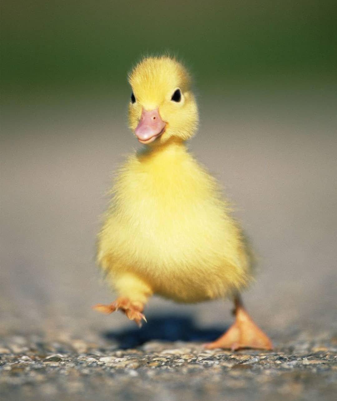世界上最小的鸭子图片