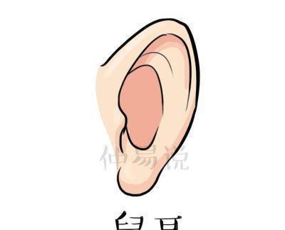 鼠耳指的是耳朵没有耳轮,耳朵偏小的类型,在面相上,我们说这样的人